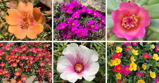 Image result for Portulaca kermesina