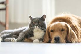Pet friendly el paso hotels and motels are listed below along with the pet policy if available. Animal Servies Offering Free Adoptions Thru Pets For Vets Event