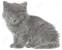 Smokey Grey Grey Long Haired Cat