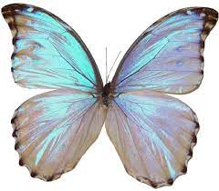 Png Polyvore Butterfly Butterfly Pictures Butterfly Art Morpho Butterfly