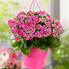 Jenis tanaman hias cocor bebek. Jual Tanaman Hias Cocor Bebek Bunga Pink Berkualitas