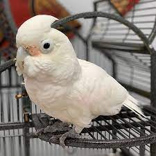 Goffin's cockatoos are active birds that need plenty of activity to stay healthy. Buy Goffins Cockatoo Buy Goffins Cockatoo Online