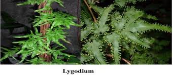 Image result for Cyclosorus striatus