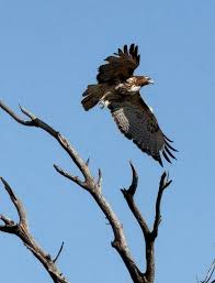What type of hawk? Dallas, TX. 12/22