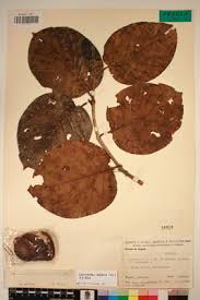 Image result for Sarcocephalus