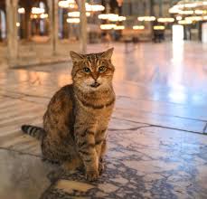 Adolescent cat age in human years. Gli The Hagia Sophia Cat Has Died At Age 16 Rip Turkishcats