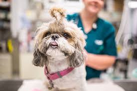 City cat mobile vet was started as a house call only practice. Internal Medicine For Dogs And Cats Veterinary Specialty Center Of Seattle