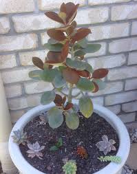 Kalanchoe Orgyalis Copper Spoons Plants Succulents Cactus