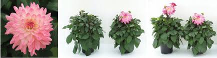 From left to right our pot sizes are: Info Know Grow