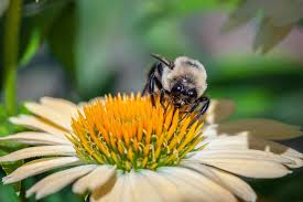 Check spelling or type a new query. 24 Great Varieties Of Echinacea Coneflower