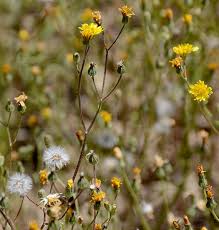 Image result for Crepis newii