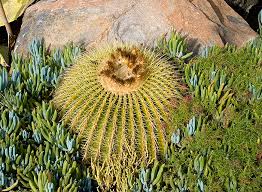 Golden ball cactus can grow up to 3 feet in height and be a stunning addition to any rock garden. Winter Is Coming Altman Plants