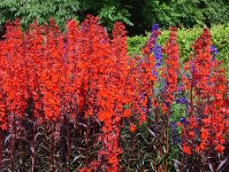 Image result for Lobelia fervens