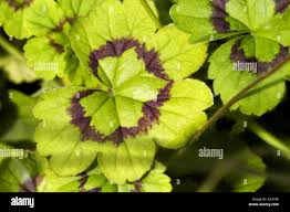 Image result for Pelargonium alchemilloides