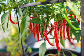 Have plants delivered from our farm to your doorstep! Choosing And Growing Hot Chili Peppers
