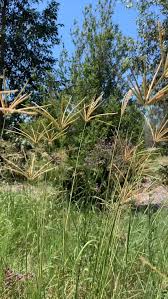 Image result for Chloris gayana