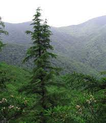 Carolina Hemlock Low Water Plants Landscaping Trees Desert Plants