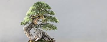 We did not find results for: Mini Baumpflege Bonsai Aus Waldbaumen Erziehen Baumpflegeportal