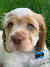 Great catch up today at the May Toowoomba CS meet up. We had regulars Luca  + Lotte, Pablo, Jasper & Winston, and welcomed newbies Winnie + Murphie.  Baby Gilmour growing up so