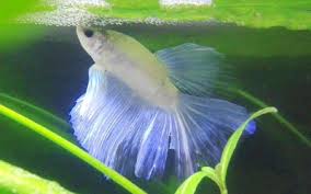 Goldfish And Betta Fish Can You Keep Them Together Aquariumnexus