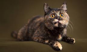 Calico cat is an american name for cats with three colors. 210 Terrific Tortoiseshell Cat Names Unique Cute And Fun Ideas