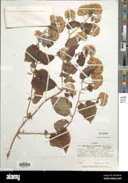 Image result for Mikaniopsis