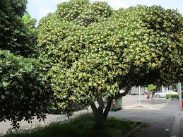Image result for Pittosporum tobira