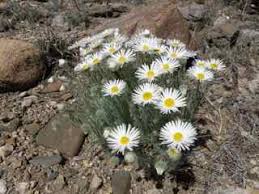 Image result for Erianthemum taborense