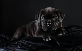 In 1983 the society amatori cane corso was created, and in 1996 the breed became acknowledged by the federation cynologique internationale. Dogs Cane Corso Dog Pet Hd Wallpaper Peakpx