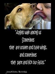 Angels Dogs Dog Quotes Animal Quotes