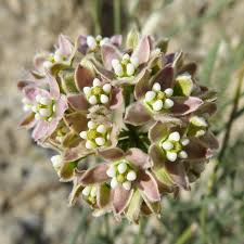 Image result for Alafia orientalis