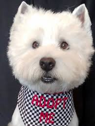Westie Rescue Of California Adoptable Westies