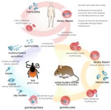 Biological Life Cycle Wikipedia