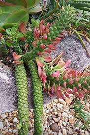 Image result for Monadenium laeve