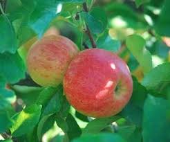 We grow a large range of different sizes and shapes including bush fruit trees, cordon fruit trees and espalier and fan. Elstar Apple Fruit Trees For Sale Order Online
