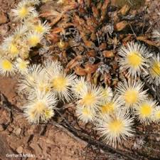 Image result for Neorautanenia