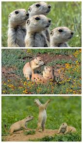 8 Things You Didn T Know About Prairie Dogs Praire Dog Prarie Dog Prairie Dog