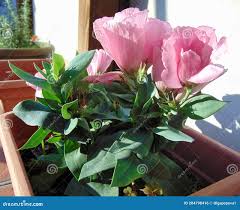 Image result for eustoma lisianthus in garden