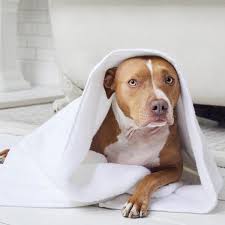 Sydney France and Sam Silber's Wedding Registry