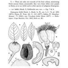 Image result for Tricalysia jasminiflora