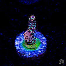 Image result for Dragon SY-252