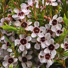 Burgundy Kiss White Wax Flower Fiftyflowers Com White Wax Flower Wax Flowers Diy Wedding Flowers