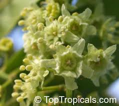 Image result for Blighia