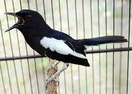 Download Suara Pancingan Kacer Gacor Suara Burung Burung Burung Pemangsa Suara