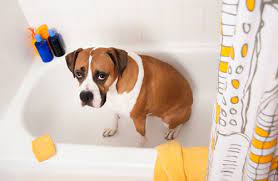 Ask A Vet Why Does My Dog Stink