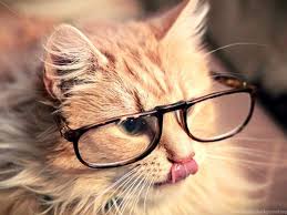 Download wallpapers cat for desktop and mobile in hd, 4k and 8k resolution. 50 Hd Cute Cat Wallpapers For Your Desktop Desktop Background