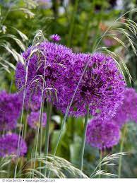 Allium Purple Sensation Plants Plant Combinations Small Gardens
