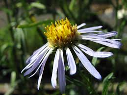 Image result for Lettowianthus