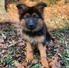 Fees for german shepherd dogs and puppies adopted from a gsd rescue vary but you can always find out by doing online research or by calling or emailing the gsd rescue organization for more information. German Shepherd Puppies For Sale German Shepherd Puppy