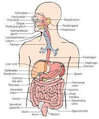 From wikipedia, the free encyclopedia. Picture Of Human Body With Organs Labeled Koibana Info Human Body Diagram Human Digestive System Digestive System Anatomy